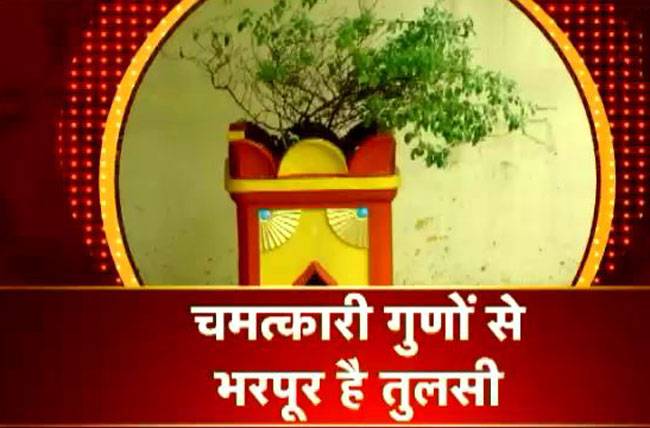जानिए तुलसी के पौधे के फायदे...