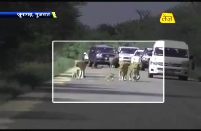 सैर पर निकला शेरों का झुंड