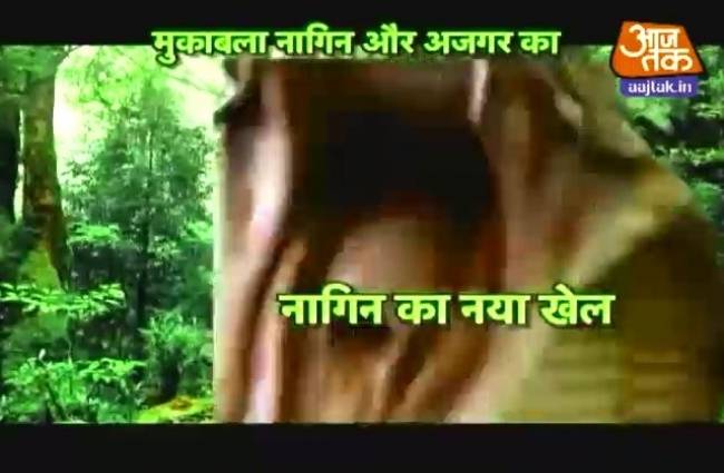 शिवन्या का शिव मंदिर में हुआ अजगर से मुकाबला