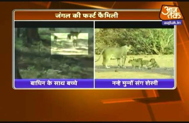 जंगल की फर्स्ट फैमिली