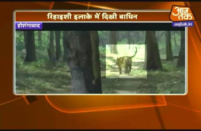 रिहाइशी इलाके में दिखी बाघिन, लोगों में खौफ