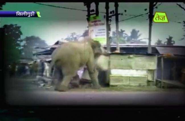 हाथी ने मचाया उत्पात