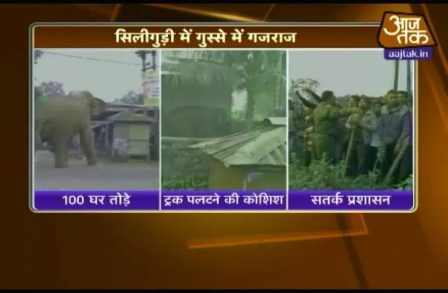 हाथियों का हंगामा