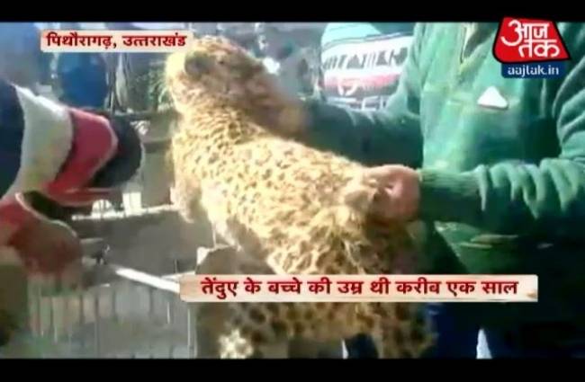 एक घंटे बाद काबू में आया तेंदुआ