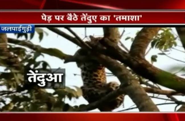 जलपाईगुड़ी में तेंदुए ने किया तमाशा