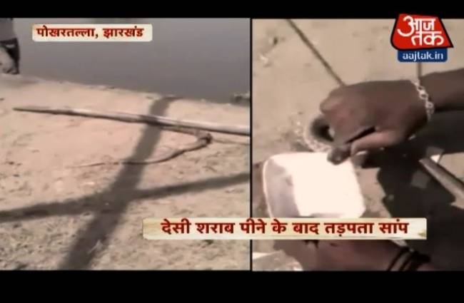 जब सांप को जबरन पिलाई देसी शराब