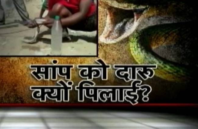 झारखंड में सांपों को जबरन पिलाई शराब
