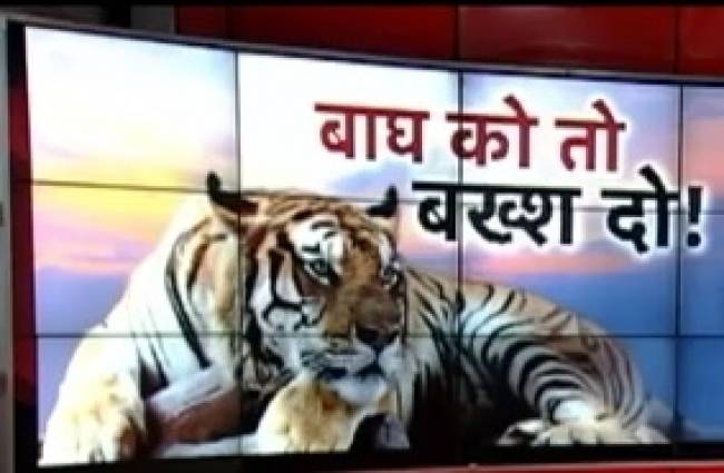 लोगों ने रोका जंगल के राजा का रास्ता