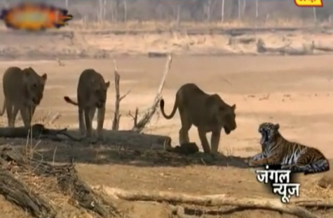 जंगल न्यूज