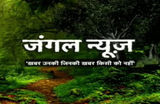 जंगल की दुनिया