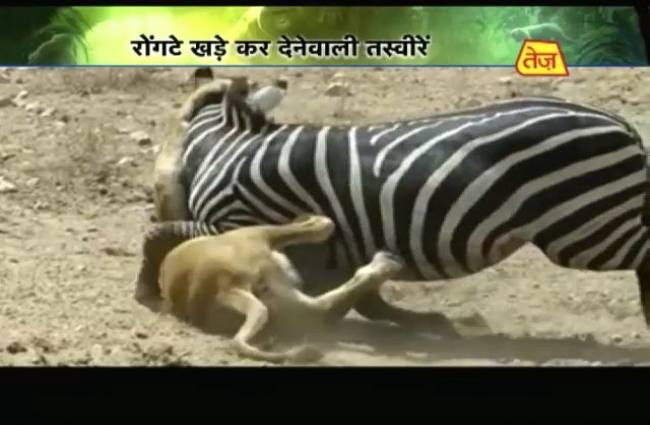 शेरनी के चुंगल से जेब्रा ने बचाई अपनी जान!