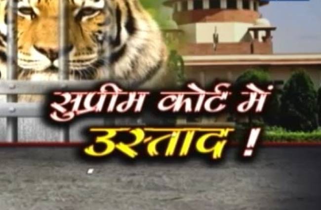 कोर्ट में मुजरिम करार दिया गया एक बाघ