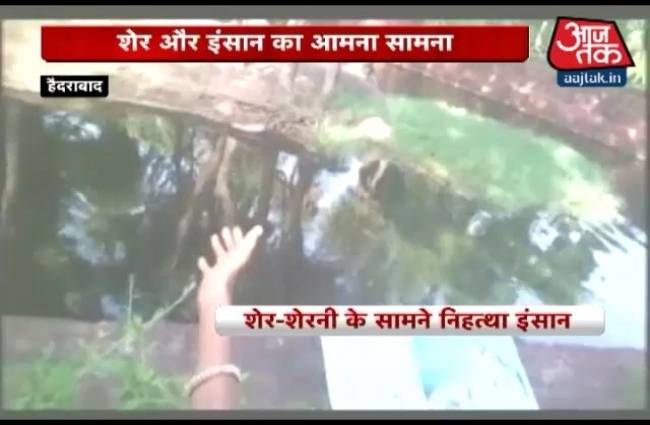 शेर के बाड़े में सनकी