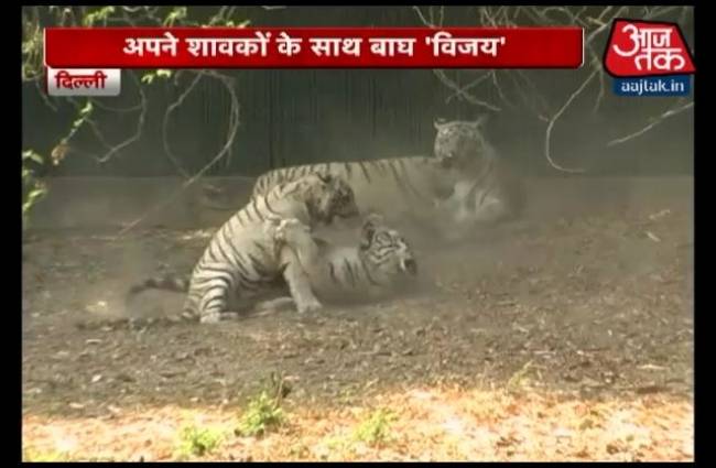 शावकों के साथ बाघ 'विजय' की नई तस्वीरें