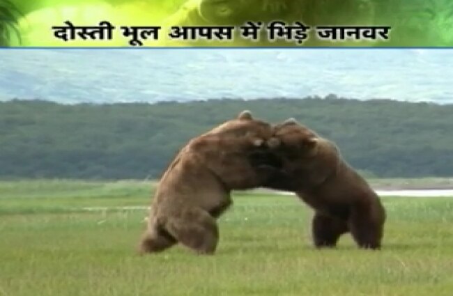 जंगल न्यूज