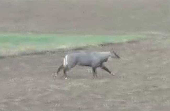 4 दिन में 250 नीलगायों के शिकार पर 'संग्राम'