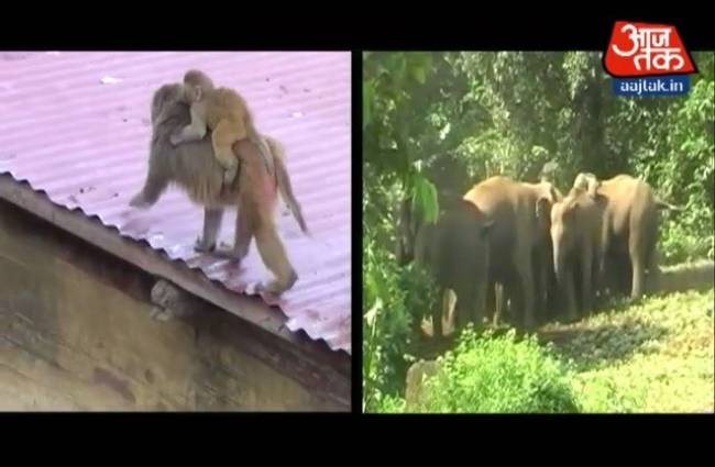 अब हाथी और बंदर पर चलेगी गोली!