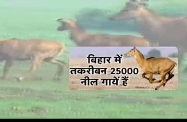 बिहार में नील गाय का 'शूट @ साइट'!