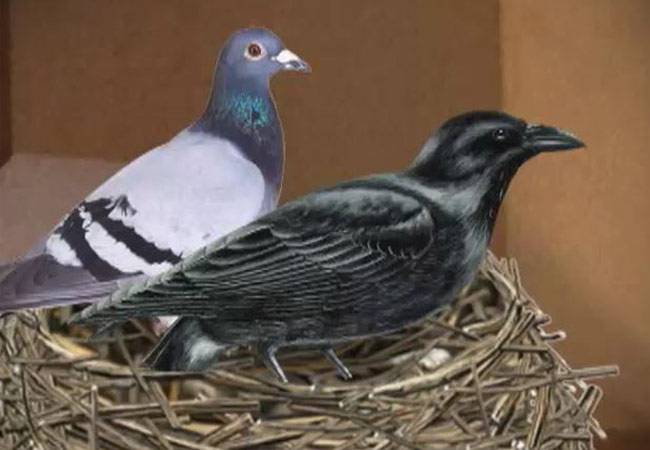 देखिए स्वार्थ से जुड़ी दिलचस्प कहानी