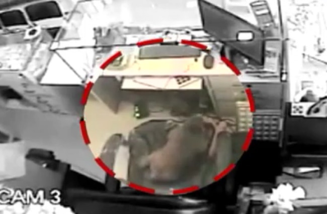 बंदर ने उड़ाए पैसे