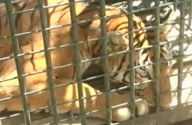 शेर के आने से मची दहशत