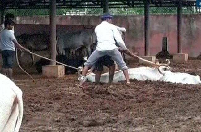 गौशाला में गायों की मौत