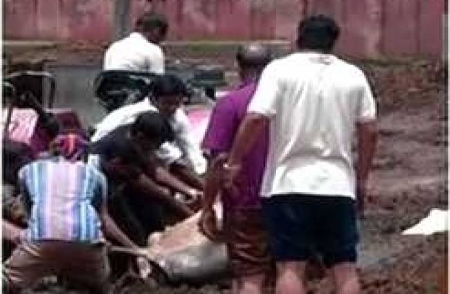 हिंगोनिया गौशाला