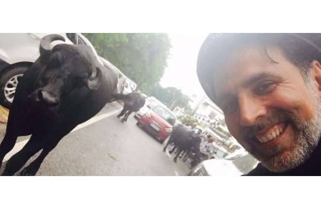 अक्षय की बुल फॉलोविंग