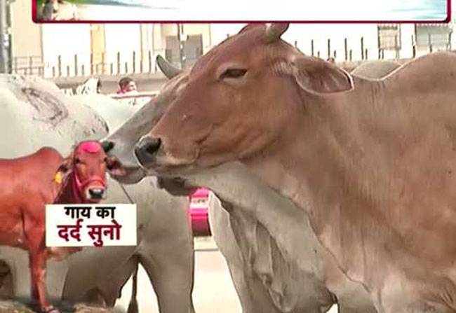 सुनिए गाय की दशा-दुर्दशा की दास्तां!