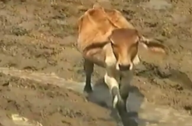 200 गायों की मौत का मामला