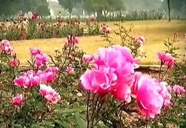 सावन के महीने में ये पेड़-पौधे देते हैं आशीर्वाद!