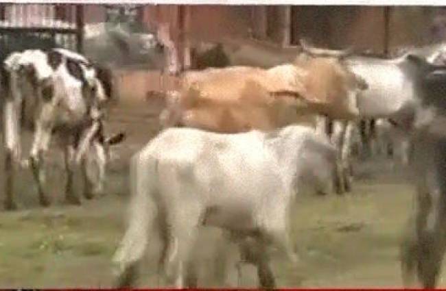 राजस्थान की गोशाला में भगवान भरोसे गाय!