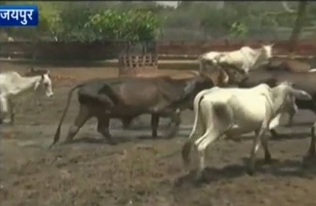 गायों की सुध लेने वाला कोई नहीं