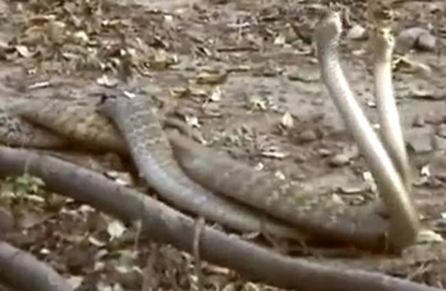 नागिन की प्रेम लीला