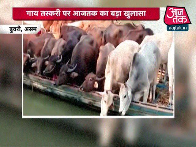 असम से बांग्लादेश तक होती है गाय तस्करी!