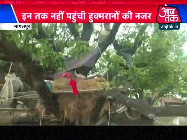 बाढ़ में घर डूबे तो पेड़ों पर बनाया आशियाना