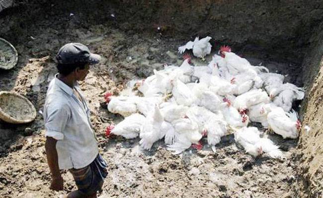 राजधानी दिल्ली में बर्ड फ्लू का खतरा