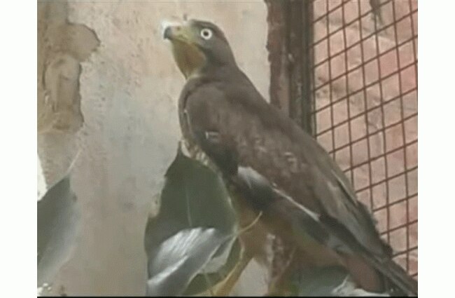 बीएसएफ ने पकड़ा पाकिस्तान से आया बाज