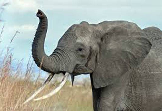 वाराणसी में हाथी ने जमकर किया हंगामा