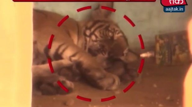 पीलीभीत में घर में घुसा बाघ