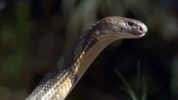 नागिन के बदले की अकल्पनीय दास्तान!