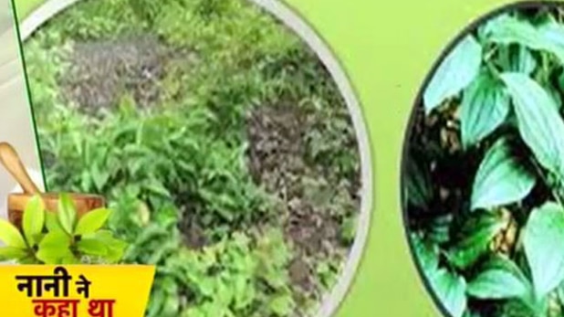 जानिए पत्तियों के चमत्कारी गुण