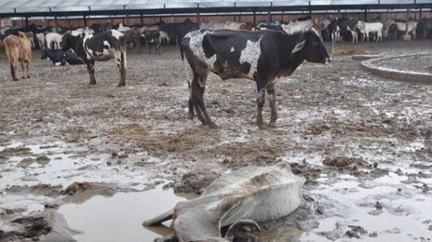 हिंगोनिया गौशाला