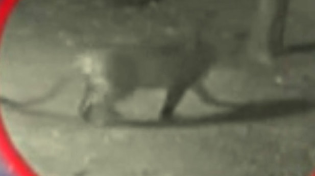 गर्ल्स हॉस्टल- तेंदुआ