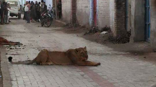 जब गांव में घुसी शेरनी