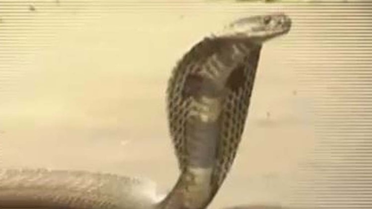 देखिए 'नागमणि' का अद्भुत रहस्य!