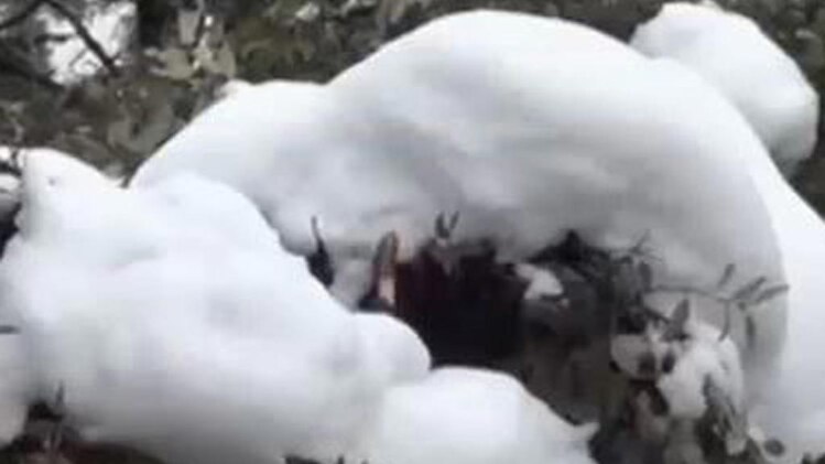 उत्तराखंड से लेकर हिमाचल तक बिछी बर्फ की चादर