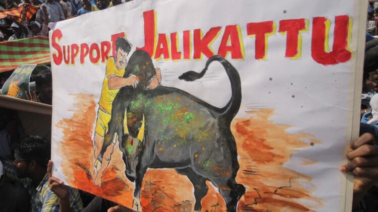 जलीकटू बिल पास लेकिन चेन्नई में लगी 'आग!