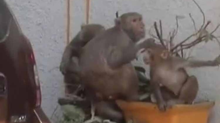 बंदरों का आतंक