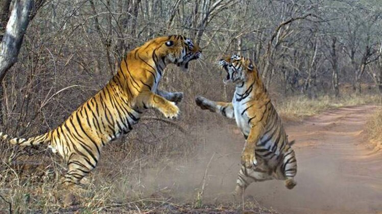 बाघों की लड़ाई (फाइल फोटो)